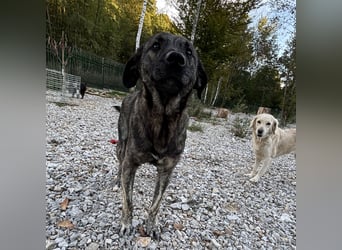 Buck ein Traumwesen