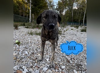 Buck ein Traumwesen