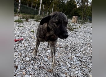 Buck ein Traumwesen