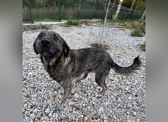 Buck ein Traumwesen