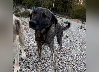 Buck ein Traumwesen
