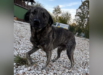 Buck ein Traumwesen