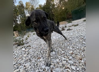 Buck ein Traumwesen