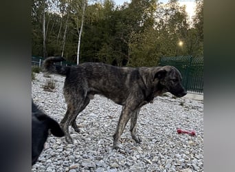 Buck ein Traumwesen