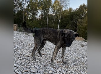 Buck ein Traumwesen