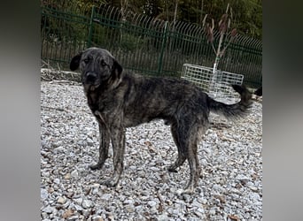 Buck ein Traumwesen