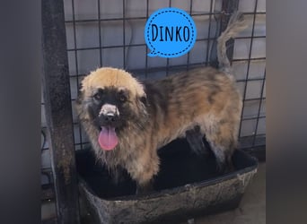 Dinko ein Menschen liebender Schatz