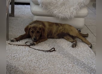 Ava - Achtung Zuckerschock!