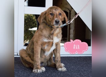 Ava - Achtung Zuckerschock!