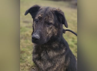 Pepe ein Schatz auf 4 Pfoten