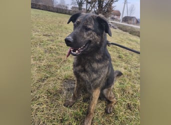 Pepe ein Schatz auf 4 Pfoten