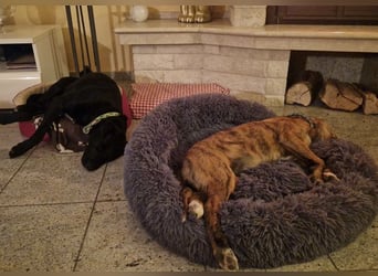 Ava - Achtung Zuckerschock!