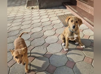 Ava - Achtung Zuckerschock!