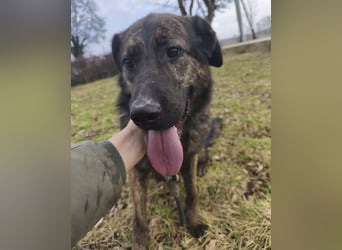 Pepe ein Schatz auf 4 Pfoten