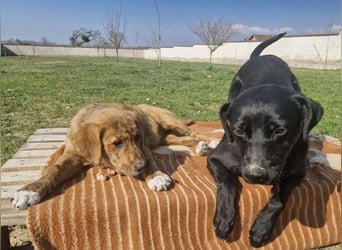 Ava - Achtung Zuckerschock!