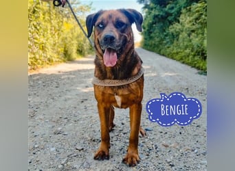 Blueeye Bengie ein starker großer Kerl