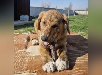 Ava - Achtung Zuckerschock!