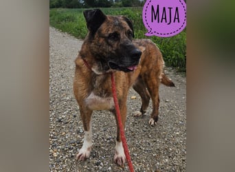 Maja - eine Menschen liebende Hündin