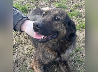 Pepe ein Schatz auf 4 Pfoten