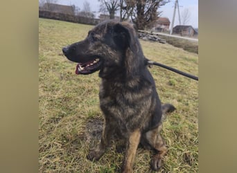 Pepe ein Schatz auf 4 Pfoten