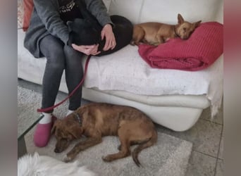 Ava - Achtung Zuckerschock!