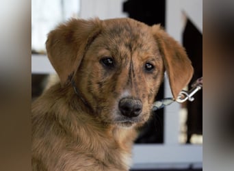 Ava - Achtung Zuckerschock!