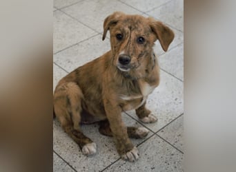 Ava - Achtung Zuckerschock!