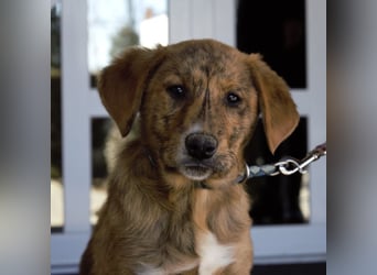 Ava - Achtung Zuckerschock!