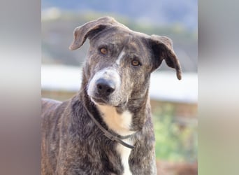 Missy wünscht sich ein Für-Immer-Zuhause