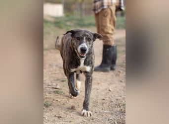 Missy wünscht sich ein Für-Immer-Zuhause