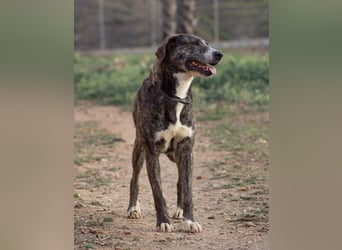 Missy wünscht sich ein Für-Immer-Zuhause