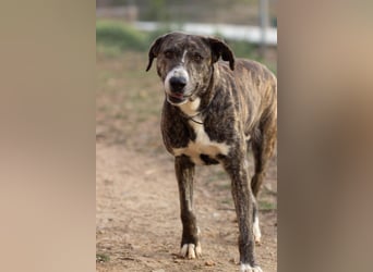 Missy wünscht sich ein Für-Immer-Zuhause