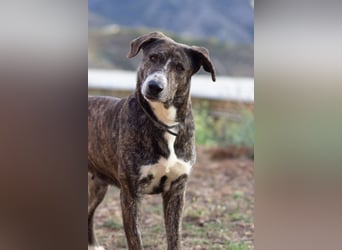 Missy wünscht sich ein Für-Immer-Zuhause