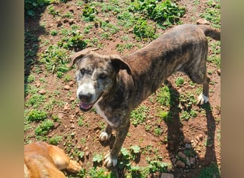 Missy wünscht sich ein Für-Immer-Zuhause