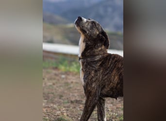 Missy wünscht sich ein Für-Immer-Zuhause