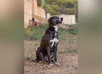 Missy wünscht sich ein Für-Immer-Zuhause