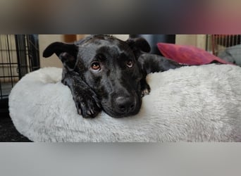 Raya sucht ein neues Zuhause