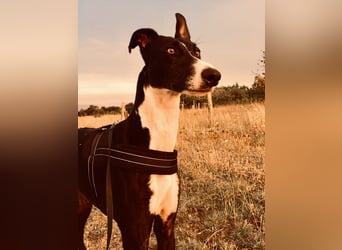 Arty – Ein sanfter Riese auf der Suche nach einer Aufgabe 