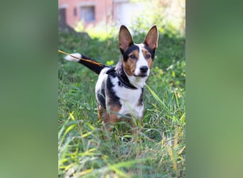 Nick - Bringt Farbe in jedes Leben (Ukraine)