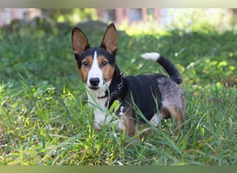 Nick - Bringt Farbe in jedes Leben (Ukraine)