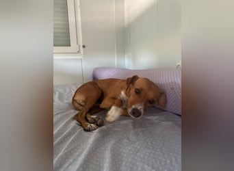 Rafa, ein leiser Freund mit großem Herzen