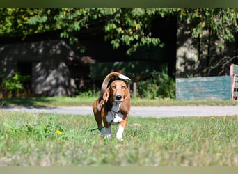 Vianney, ein zauberhafter reinrassiger Basset Artesien Normand Rüden sucht ein neues Zuhause.