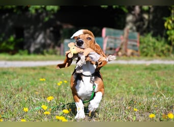 Vianney, ein zauberhafter reinrassiger Basset Artesien Normand Rüden sucht ein neues Zuhause.