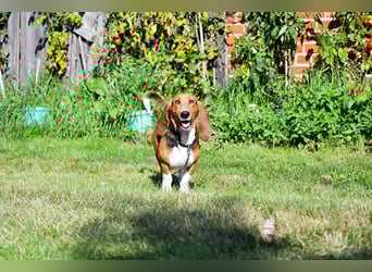 Vianney, ein zauberhafter reinrassiger Basset Artesien Normand Rüden sucht ein neues Zuhause.