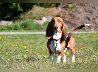 Vianney, ein zauberhafter reinrassiger Basset Artesien Normand Rüden sucht ein neues Zuhause.