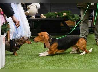 Vianney, ein zauberhafter reinrassiger Basset Artesien Normand Rüden sucht ein neues Zuhause.