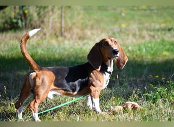 Vianney, ein zauberhafter reinrassiger Basset Artesien Normand Rüden sucht ein neues Zuhause.