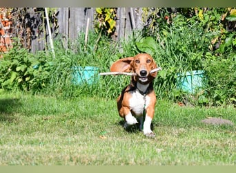 Vianney, ein zauberhafter reinrassiger Basset Artesien Normand Rüden sucht ein neues Zuhause.
