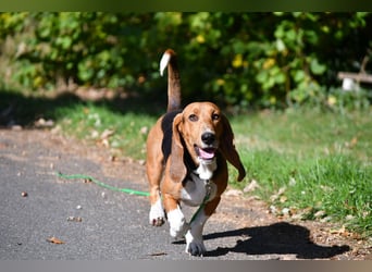 Vianney, ein zauberhafter reinrassiger Basset Artesien Normand Rüden sucht ein neues Zuhause.