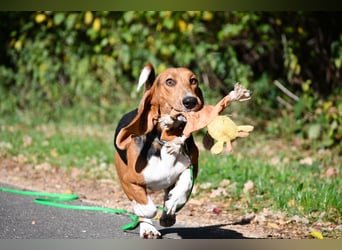 Vianney, ein zauberhafter reinrassiger Basset Artesien Normand Rüden sucht ein neues Zuhause.